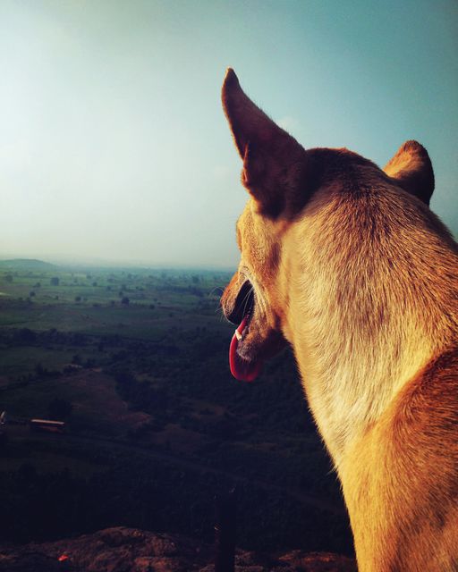 Dog enjoying the serenity and scenic view during sunset. Majestic scene suitable for promoting pet travel products, outdoor vacations, and nature conservation campaigns. Great for use in animal magazines, travel brochures, and websites focusing on wilderness and outdoor adventures.