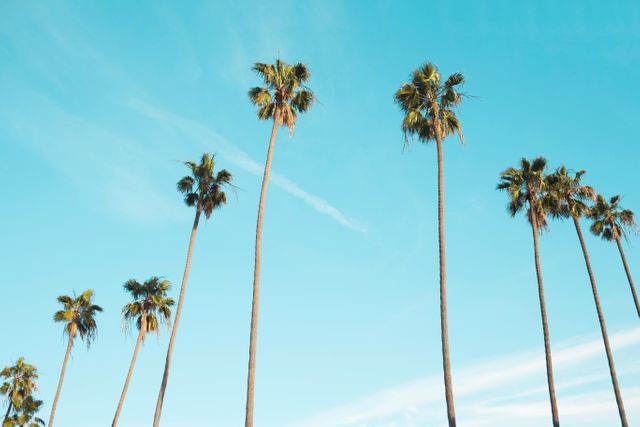 Perfect for travel blogs, relaxation concepts, summer holiday promotions, nature-themed posters, and environmental awareness campaigns. Depicts tall palm trees against a clear blue sky, evoking a sense of peace and tropical vacation.