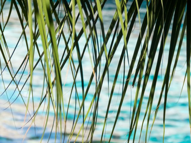 Palm Fronds Reflecting Over Tropical Waters - Download Free Stock Photos Pikwizard.com