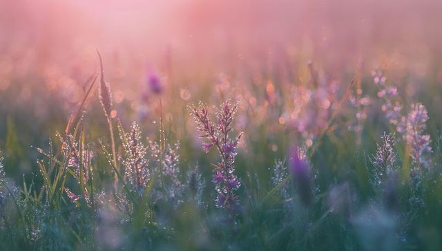 Pink Wildflower Glistening with Dew in Pastel Meadow Sunrise Bokeh Macro Close-Up