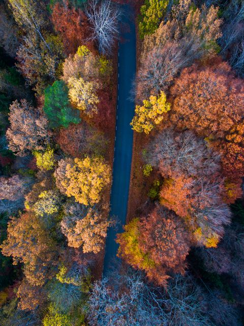 Aerial View of Road Surrounded by Vibrant Autumn Trees - Download Free Stock Photos Pikwizard.com