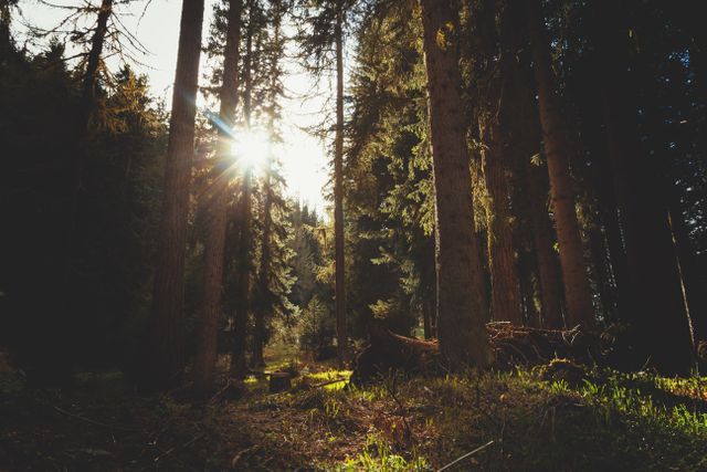 Sunlight Filtering Through Dense Pine Forest - Download Free Stock Photos Pikwizard.com