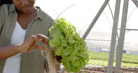 Farmer inspecting hydroponic lettuce in greenhouse environment