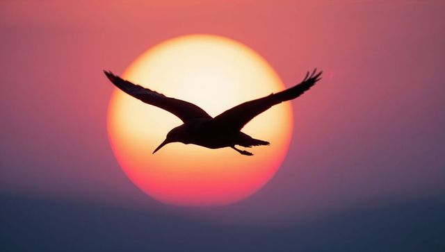 Silhouette of Bird Against Vivid Sunset Sky Radiating Tranquility