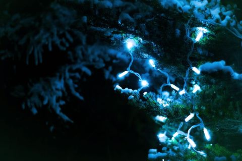 Glowing Blue Holiday Lights Draped Over Snowy Pine Branch