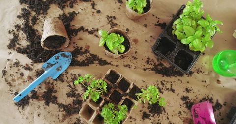 Herb seedlings arrangement with peat pots and gardening tools
