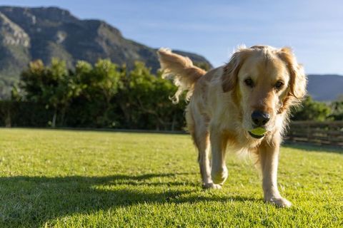 Golden Retriever Walking Toward Camera Holding Tennis Ball on Sunny Lawn with Mountains