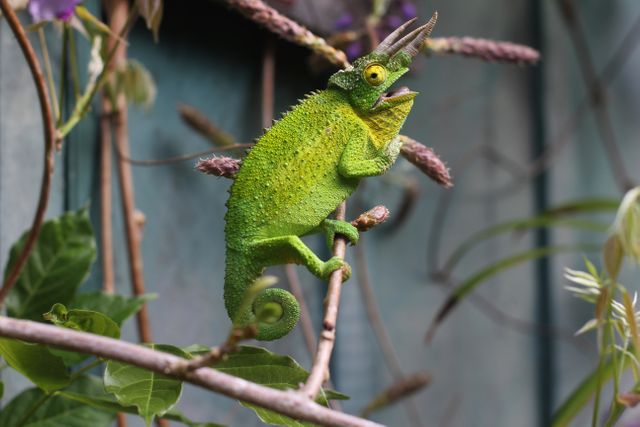 Green chameleon clinging to a branch surrounded by tropical vegetation. Ideal for wildlife magazines, educational materials on reptiles, exotic pet advertising, and nature-themed blogs.