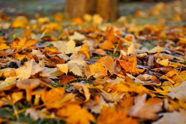 Scattered autumn leaves displaying various shades of yellow, orange, and brown, lying on the ground near tree trunks. Suitable for backgrounds, seasonal promotions, autumn-themed projects, nature blogs, and illustrating concepts of change and transition in nature.