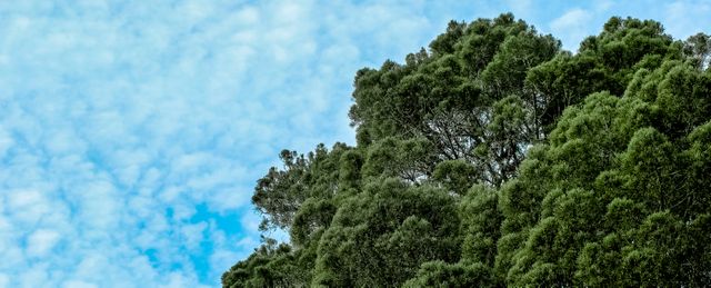 Lush Green Tree Tops Against Blue Sky with Fluffy Clouds - Download Free Stock Photos Pikwizard.com