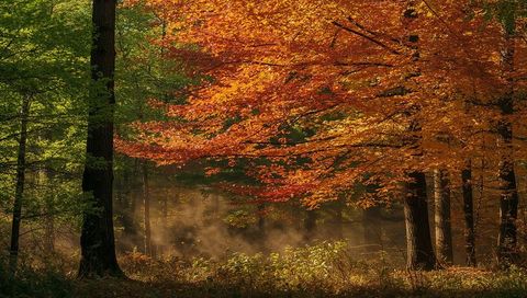 Misty Autumn Forest Featuring Vibrant Orange Tree
