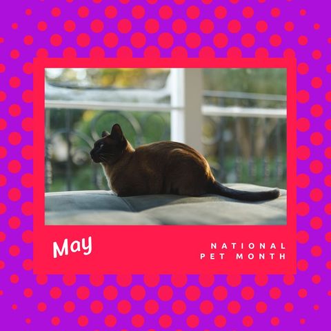 birman cat highlighted during national pet month in may - Download Free Stock Templates Pikwizard.com