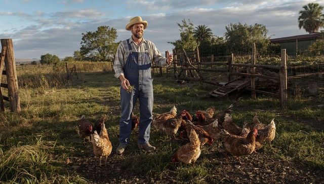 Smiling farmer feeding free-range chickens at golden hour wearing straw hat and overalls
