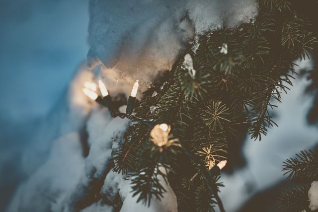 Closeup of Snowy Pine Tree with Glowing Christmas Lights - Download Free Stock Photos Pikwizard.com