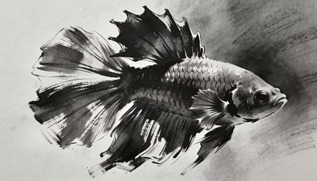 Monochrome betta fish ink wash graphite drawing with flowing fins and expressive brushwork