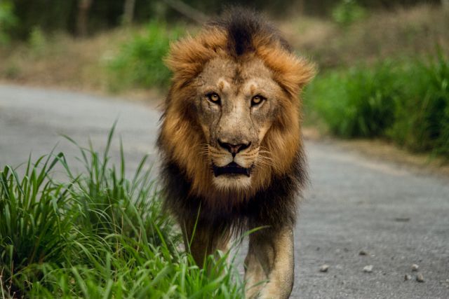Portrait of a lion walking on the road. Wildlife and nature concept