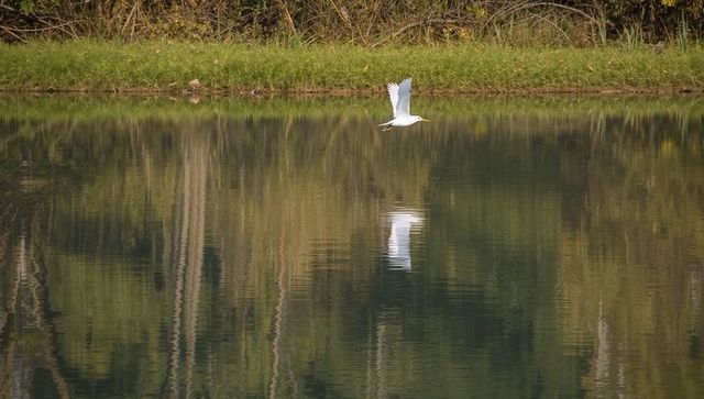 White egret gliding low over mirror calm pond with reflection and grassy shoreline