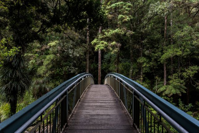 Bridge leading into dense forest with lush, green trees in the background. Could be used for images about adventure, nature walks, forest conservation, or travel experiences.