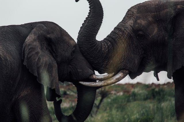 This depicts two elephants interlocking their tusks in the wild. This powerful display of interaction is ideal for use in educational materials on wildlife behavior, conservation campaigns, and travel advertisements promoting African safaris. It captures the essence of elephant communication and social structure, adding a touch of the wild to any project.