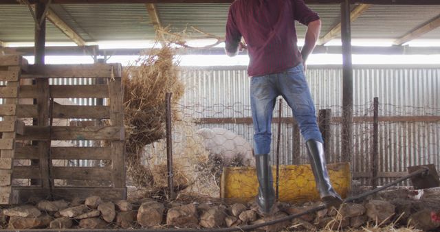 Farmer feeding livestock in barn using hay. Wearing boots and casual farm clothes. Could be used for topics on agriculture, rural lifestyle, farm chores, and sustainable farming practices.