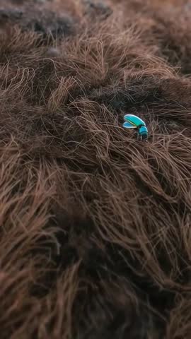Zooming macro revealing turquoise beetle crawling over brown fur texture