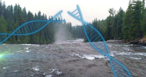 Blue dna helix overlay crossing rushing river and whitewater rapids in evergreen forest
