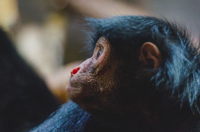 Image features a close-up profile of a chimpanzee, creating a thoughtful and introspective mood. The soft focus background helps highlight the details and expression of the primate. Ideal for use in wildlife conservation messages, educational materials about primates, or emotional storytelling in animal behavior studies.
