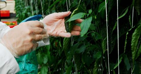 Scientist examining plant in greenhouse for agricultural research
