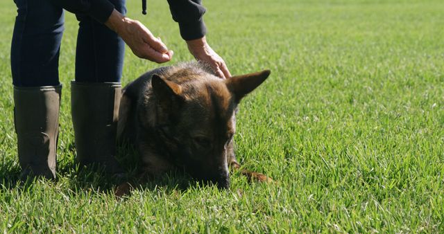 An adult shepherd dog is receiving training from a person on a lush green grass field. The handler is instructing the dog, creating a moment of bonding and learning. Ideal for illustrating pet training, obedience sessions, and outdoor activities with dogs.