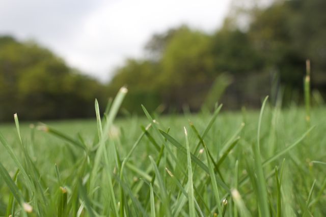 Close-up view of fresh, green grass blades in meadow with blurred trees and sky. Great for nature-themed projects, gardening blogs, environmental campaigns, or outdoor event promotions.