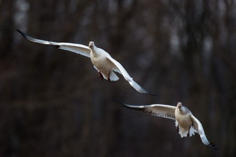 Snow Geese Flying in Tandem Over Dark Woodland Background During Winter Migration Close-up