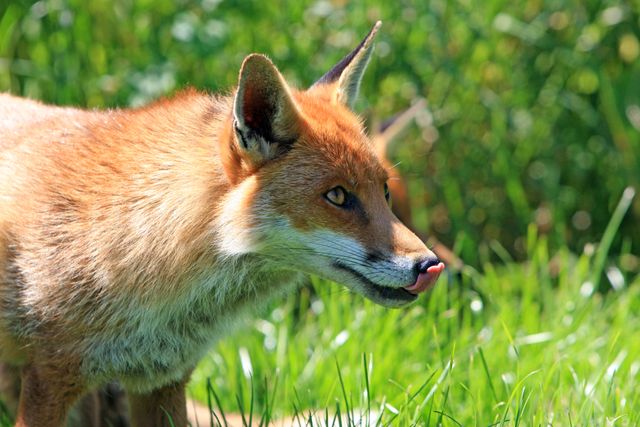 Red Fox Licking Its Nose in Lush Green Field - Download Free Stock Photos Pikwizard.com