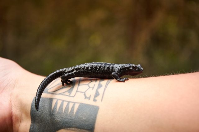 Black salamander resting on a tattooed forearm, emphasizing unique wildlife interaction. Ideal for use in educational nature content, wildlife photography, tattoo art appreciation, and outdoor adventure themes.