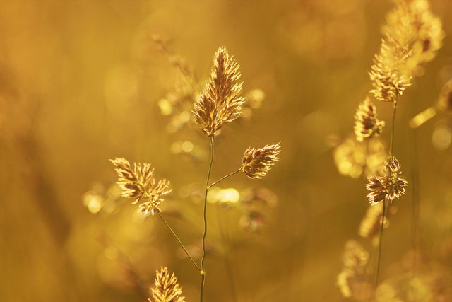 Close-up of Wheat Plant during Sunset - Download Free Stock Photos Pikwizard.com