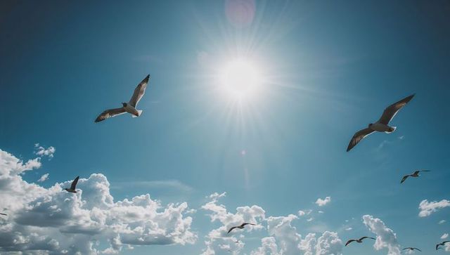 Seagulls soaring and gliding under bright sunburst over cumulus cloud bank