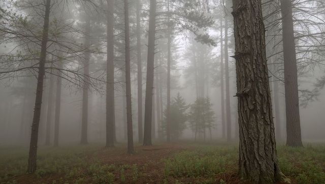 Misty pine forest with foreground textured trunk and fern-covered forest floor