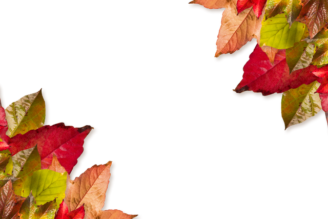 Colorful Autumn Leaves on Transparent Background Isolated - Download Free Stock Videos Pikwizard.com