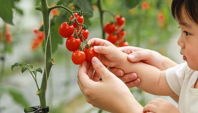 Caregiver guiding toddler picking ripe cherry tomatoes on vine in greenhouse