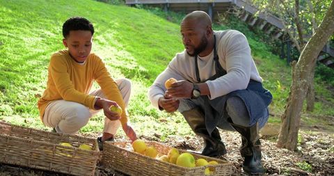 African american caregiver and boy harvesting apples in sunny orchard with wicker baskets