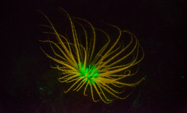 Glowing sea anemone showcasing bioluminescence in dark ocean depths. Bright neon colors create a fascinating contrast with the dark background. Suitable for use in marine research presentations, educational materials on marine biology, environmental awareness campaigns, ocean conservation materials, and underwater photography showcases.