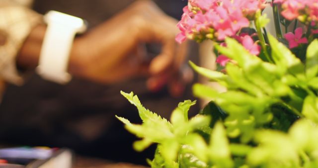 Image shows a person wearing a white smartwatch while tending to indoor plants. The focus is on the lush green leaves and vibrant pink flowers. Ideal for use in home decor articles, lifestyle blogs, and gardening guides.