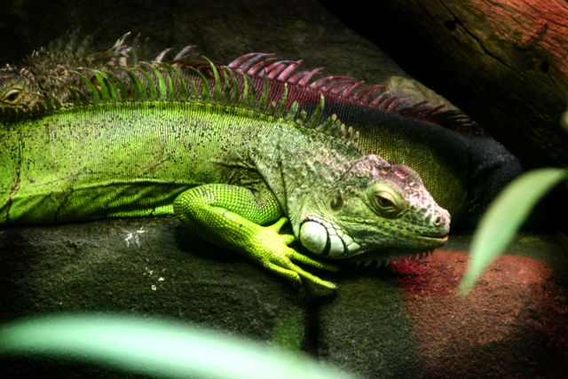 Close-up of a green iguana resting on a rock in its natural habitat. This vibrant reptile is surrounded by natural elements, emphasizing its harmony with the environment. Useful for nature documentaries, educational materials, or reptile enthusiast websites. Ideal for themes related to wildlife, exotic pets, and tropical ecosystems.