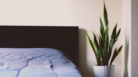 Minimalist bedroom with snake plant decoration