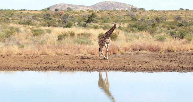 Giraffe and its baby standing near a waterhole in the African savannah, with their reflections visible in the water. Hills are visible in the background. This image is great for promoting wildlife conservation, safari tourism, nature documentaries, and educational content about African wildlife.