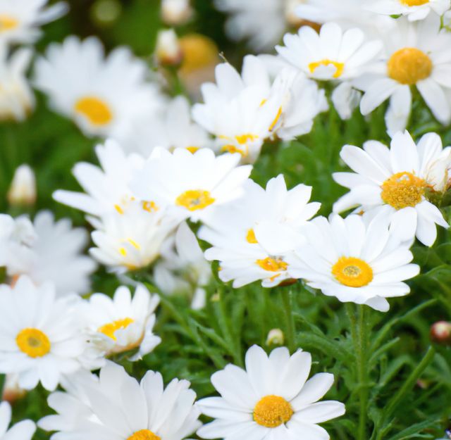 Close-up of Beautiful White Daisies in Bloom - Download Free Stock Photos Pikwizard.com