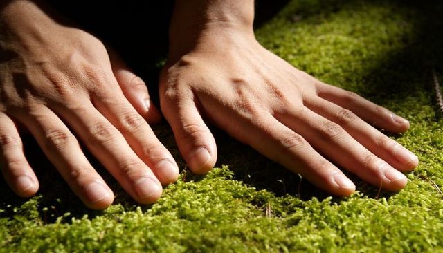Hands pressing soft moss on forest floor in sunlit closeup showing texture and calm