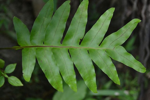 Close-up of Green Fern Leaf in Natural Setting - Download Free Stock Photos Pikwizard.com