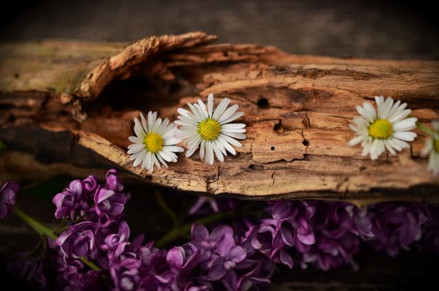 Daisies and Lilacs on Weathered Wood - Download Free Stock Photos Pikwizard.com