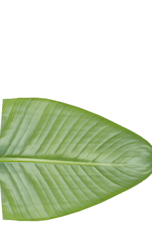 Fresh green tropical leaf isolated on transparent background