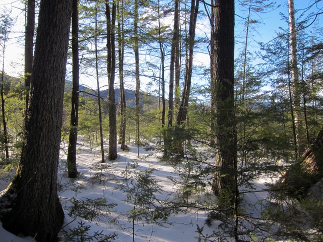 Tall trees and snow on the ground in the forest against blue sky. Nature and Ecology concept